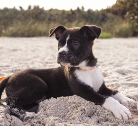 hund im sand