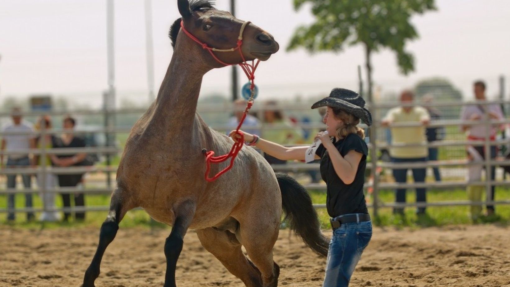 dominantes pferd