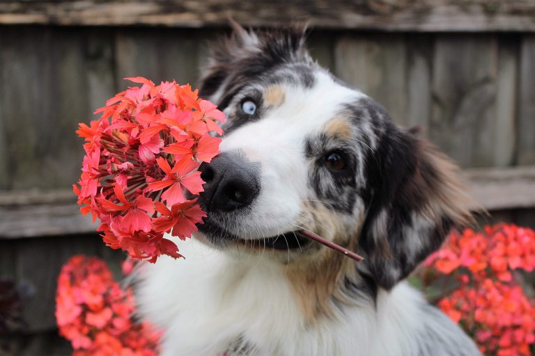 frühlingsgefühle beim hund und wie man damit umgeht