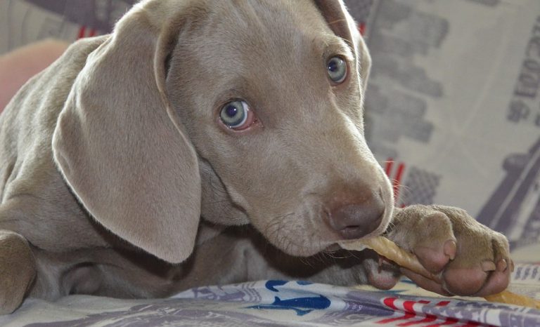 hilfe, mein hund lässt sich nichts wegnehmen!