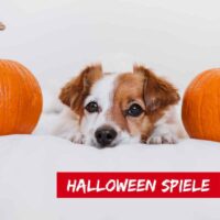 halloween spiele hund