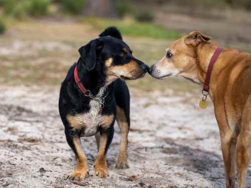 hundekontakt hundespiel