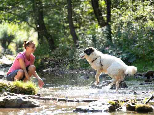 hund sommer