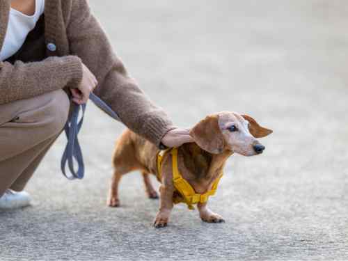 stimmungsübertragung hund