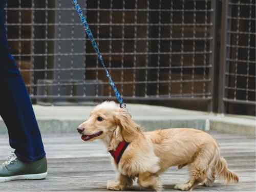 kommunikation mit dem hund