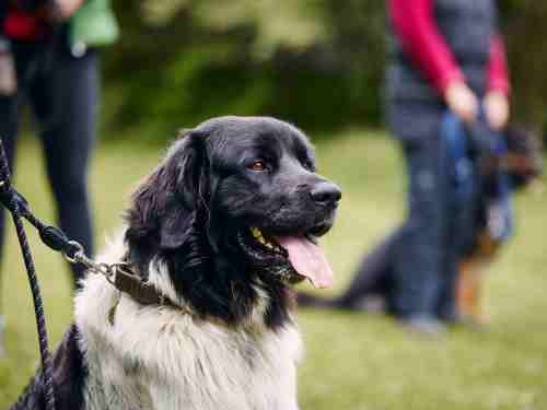 gute hundeschule