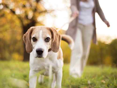 kommunikation mit dem hund