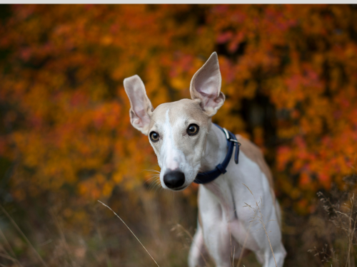 hund hört nicht