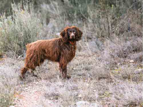 rückruf hund