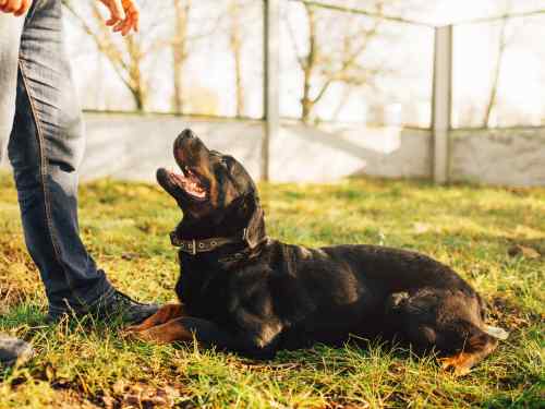 unsicherheit beim hund