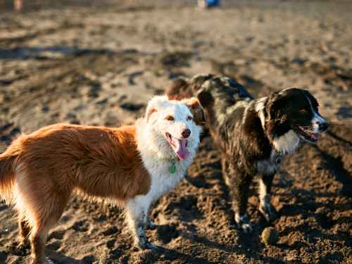 hund und artgenossen