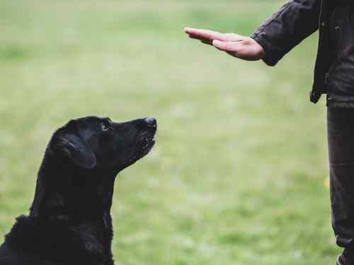 leben mit hund